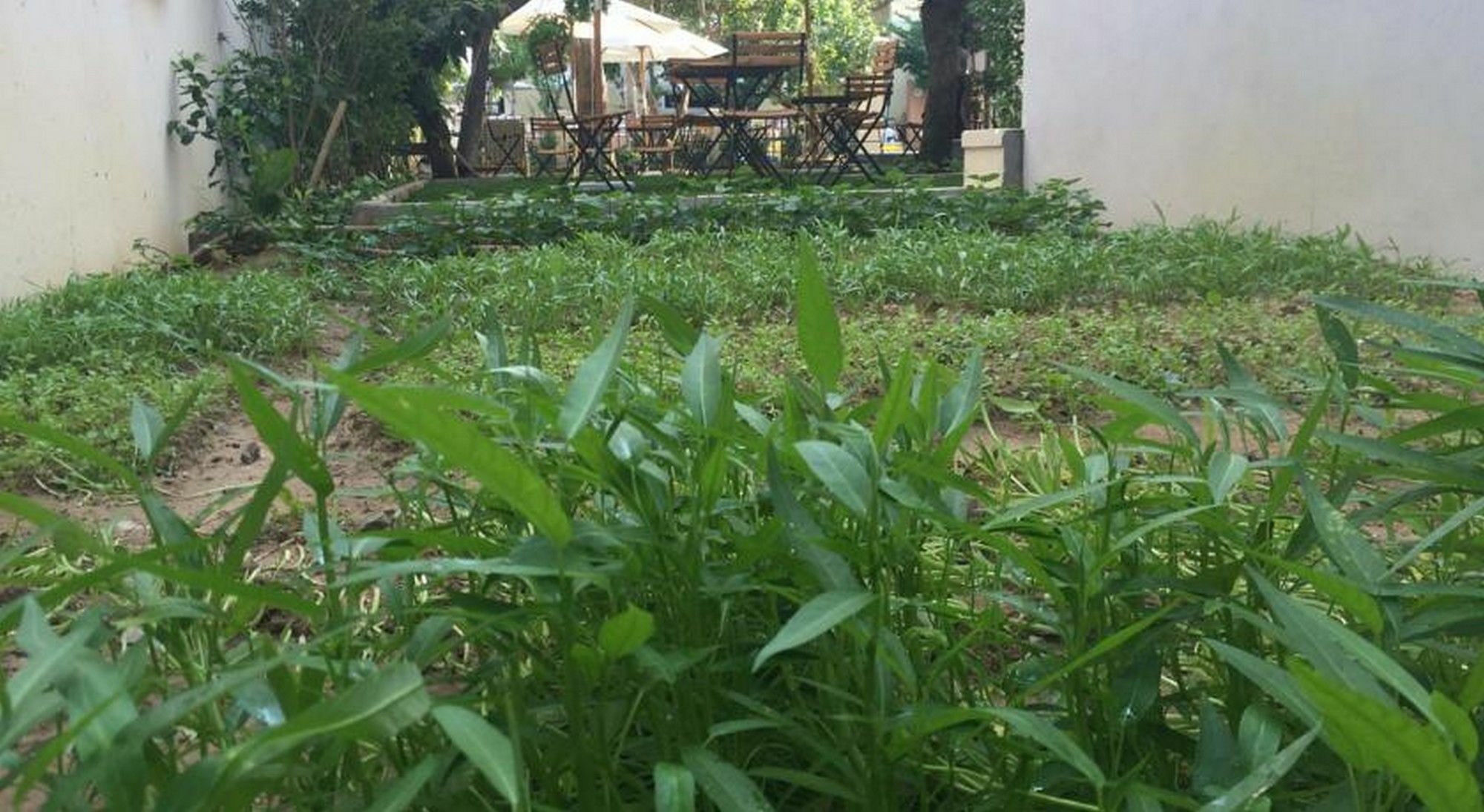 Heritage Homestay Hoi An Eksteriør bilde